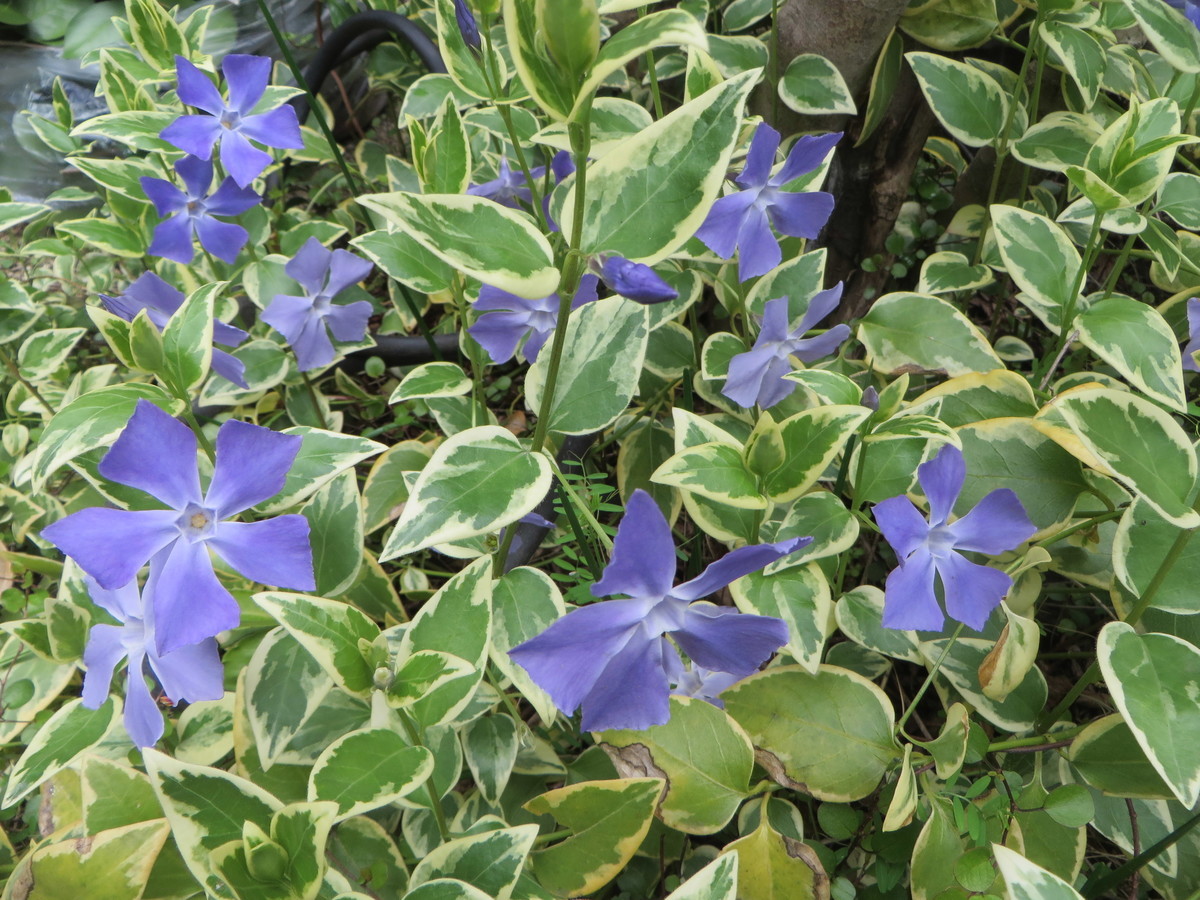 f:id:sasameyuki47:20190409104606j:plain f:id:sasameyuki47:20190409104606j:plain