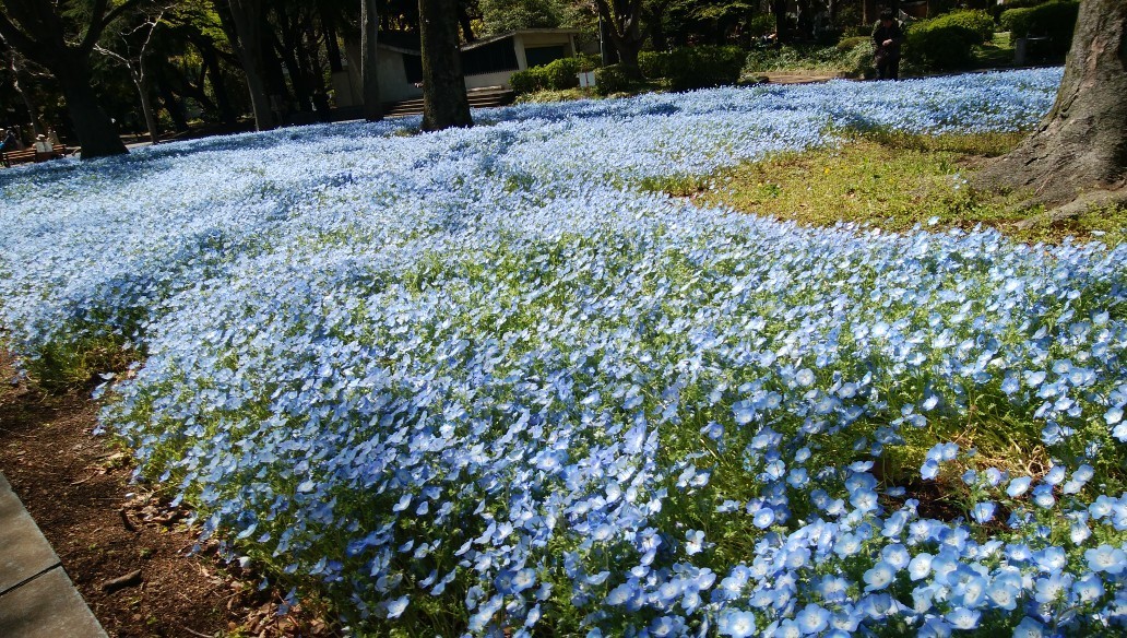 f:id:sasameyuki47:20190414170312j:plain