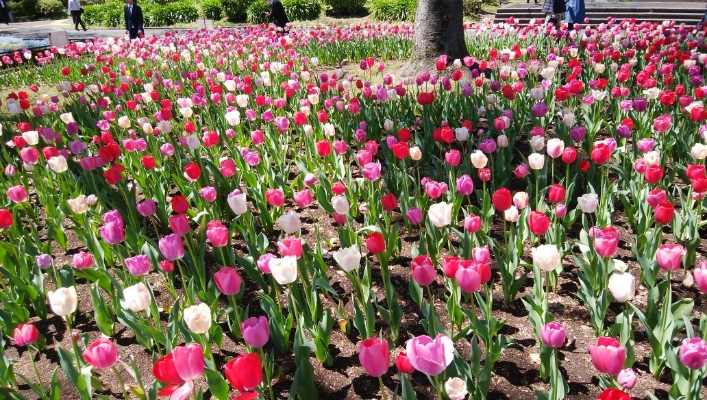 f:id:sasameyuki47:20190414171239j:plain