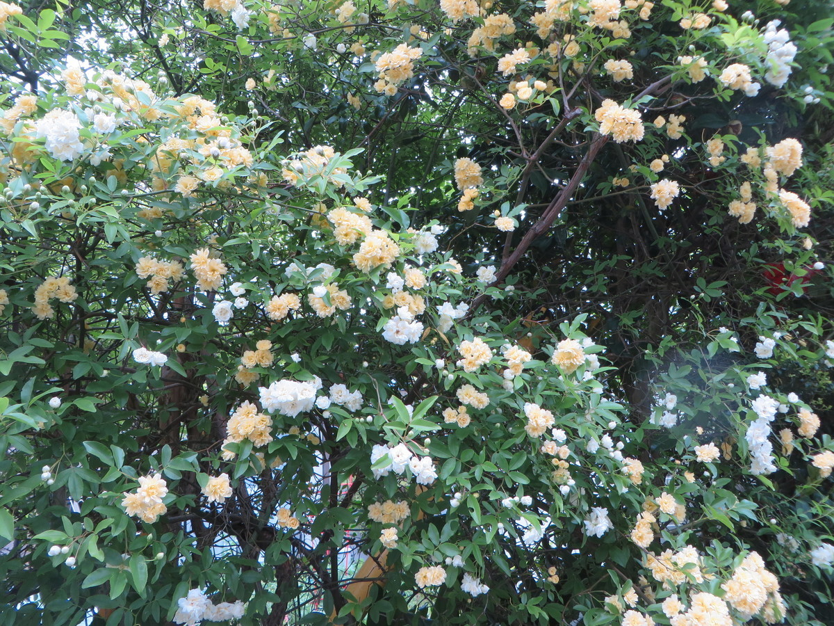 f:id:sasameyuki47:20190429160149j:plain
