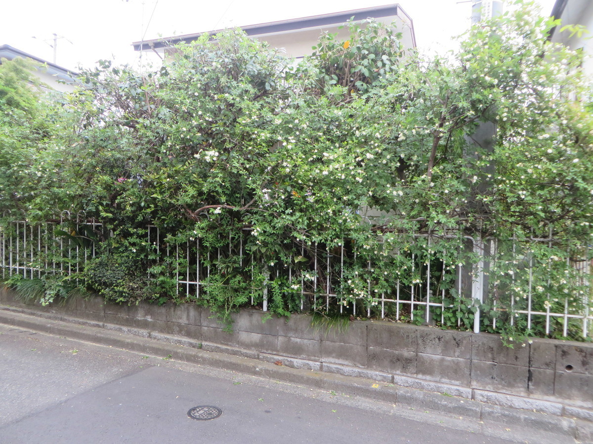 f:id:sasameyuki47:20190509124035j:plain