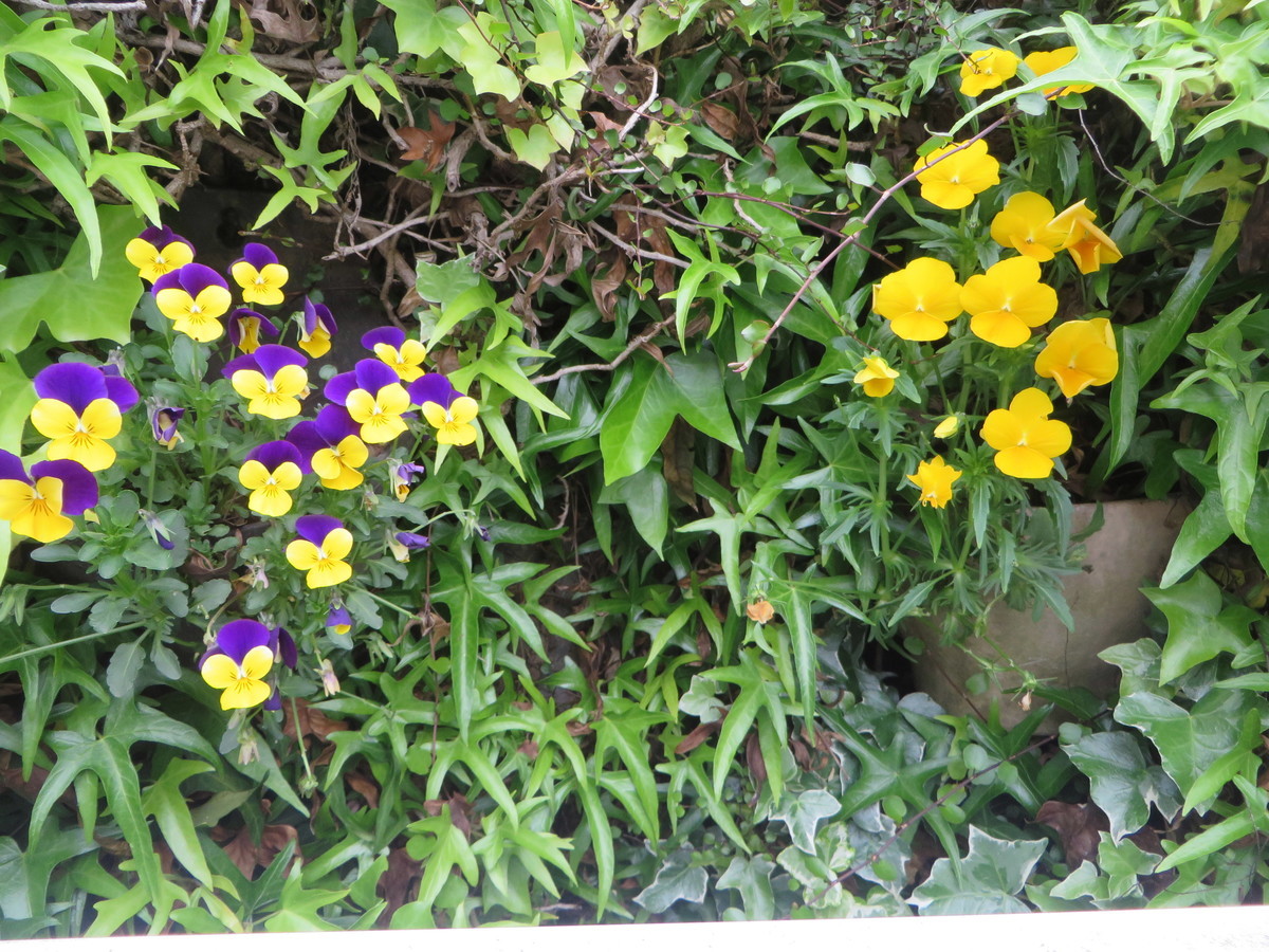 f:id:sasameyuki47:20190509124055j:plain