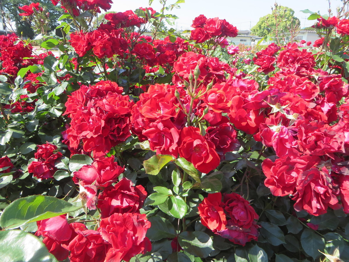 f:id:sasameyuki47:20190525084017j:plain f:id:sasameyuki47:20190525084017j:plain