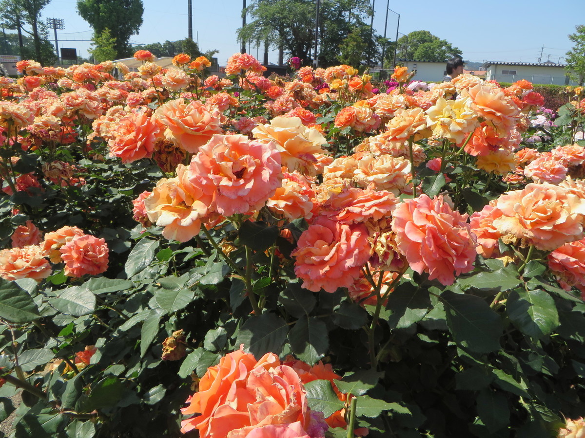 f:id:sasameyuki47:20190525084027j:plain f:id:sasameyuki47:20190525084027j:plain