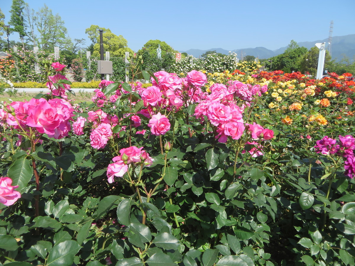 f:id:sasameyuki47:20190525084108j:plain f:id:sasameyuki47:20190525084108j:plain