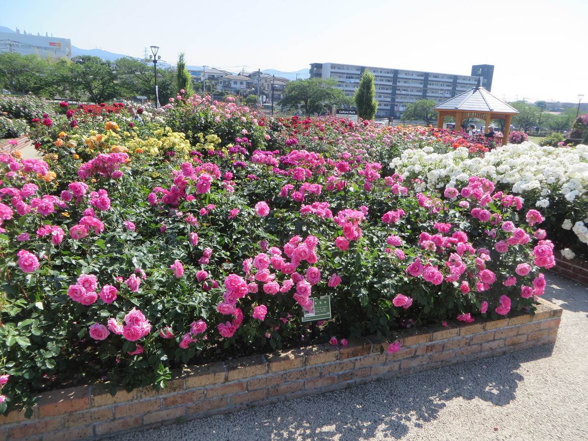 f:id:sasameyuki47:20190525084134j:plain f:id:sasameyuki47:20190525084134j:plain