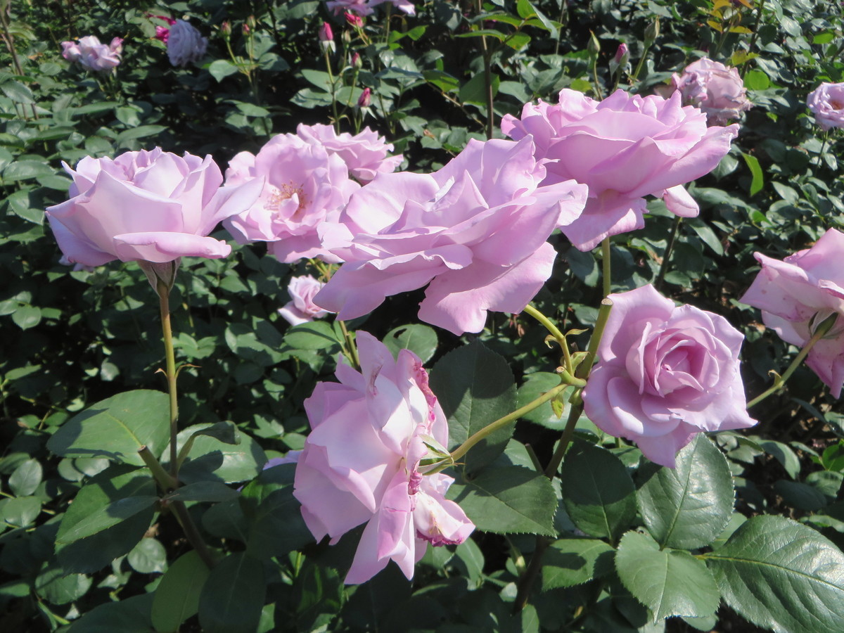f:id:sasameyuki47:20190525084324j:plain f:id:sasameyuki47:20190525084324j:plain