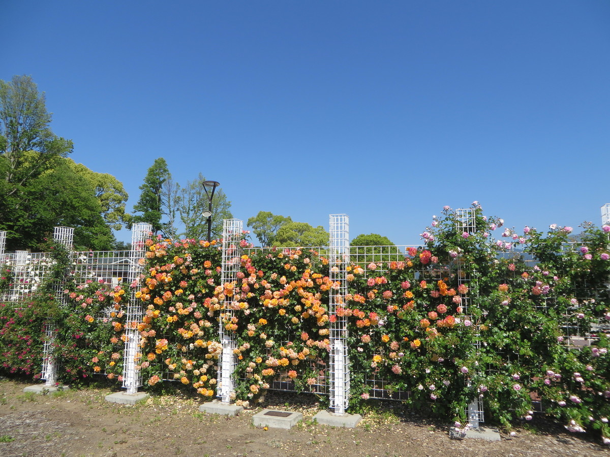 f:id:sasameyuki47:20190525084633j:plain f:id:sasameyuki47:20190525084633j:plain