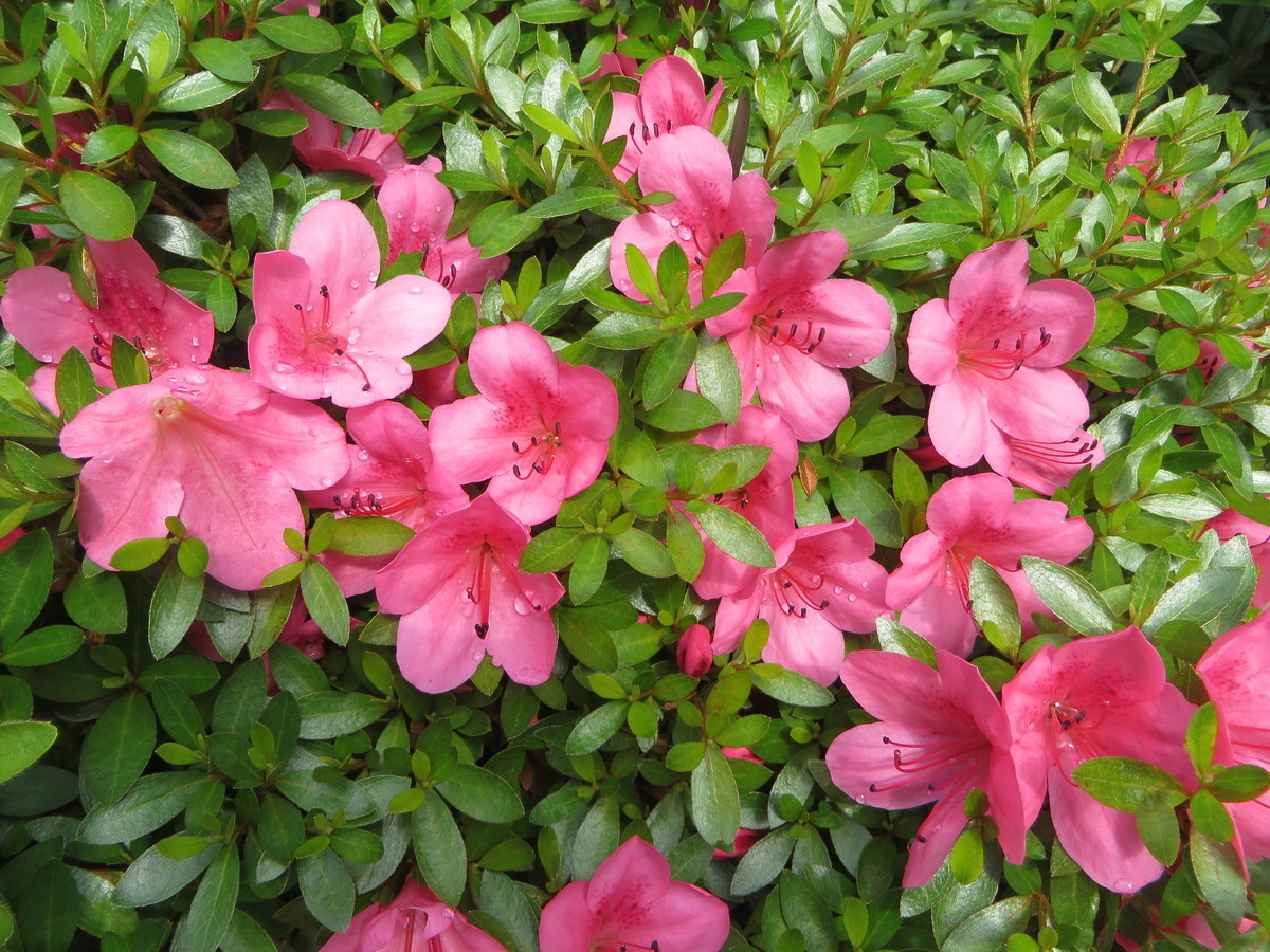 f:id:sasameyuki47:20190608150737j:plain