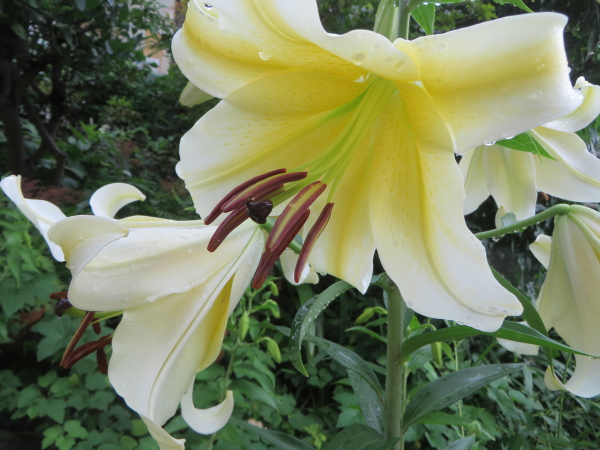 f:id:sasameyuki47:20190704113716j:plain f:id:sasameyuki47:20190704113716j:plain