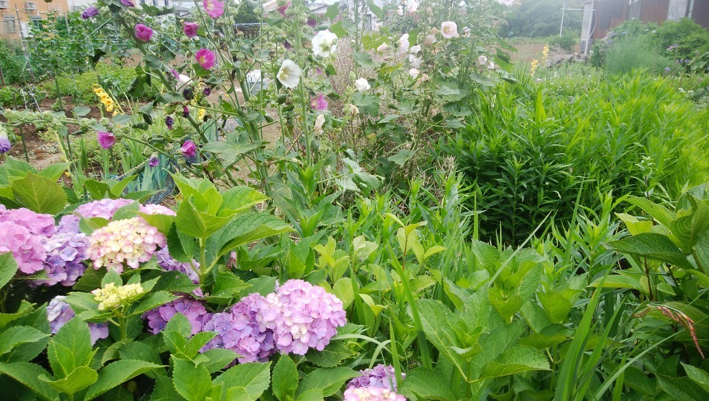 f:id:sasameyuki47:20190721110716j:plain f:id:sasameyuki47:20190721110716j:plain