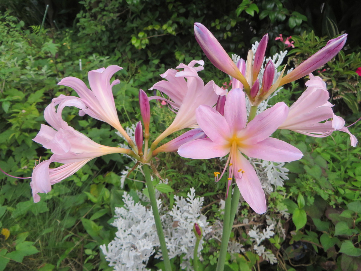 f:id:sasameyuki47:20190727155139j:plain f:id:sasameyuki47:20190727155139j:plain