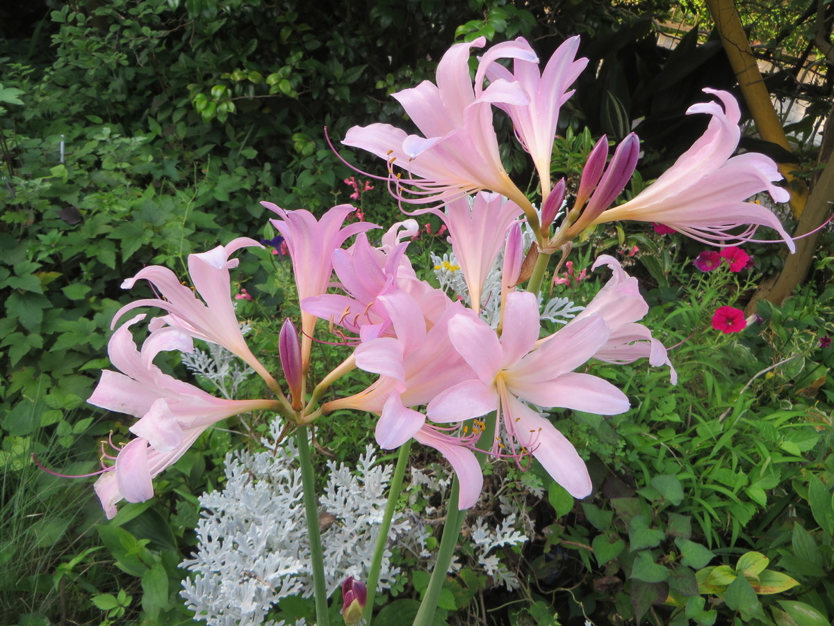 f:id:sasameyuki47:20190729062012j:plain f:id:sasameyuki47:20190729062012j:plain