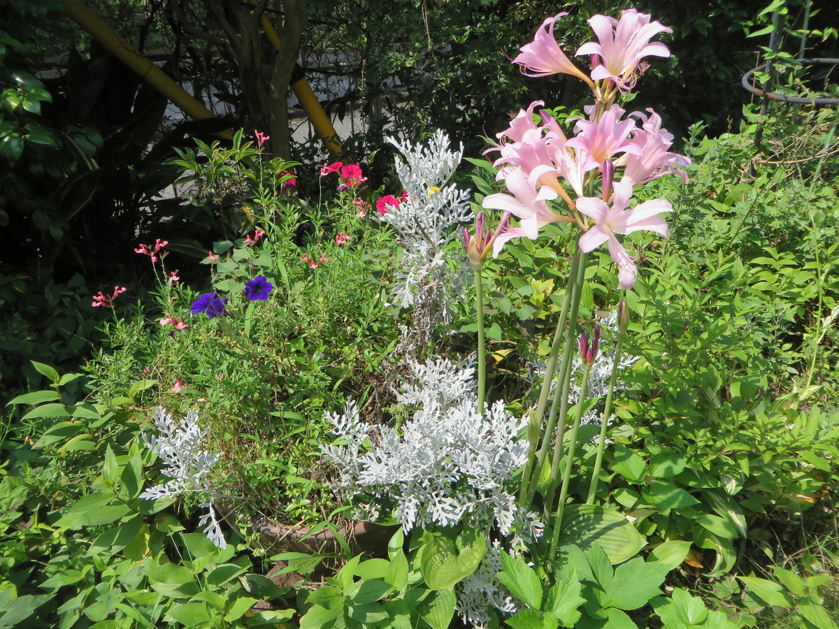f:id:sasameyuki47:20190729094900j:plain f:id:sasameyuki47:20190729094900j:plain