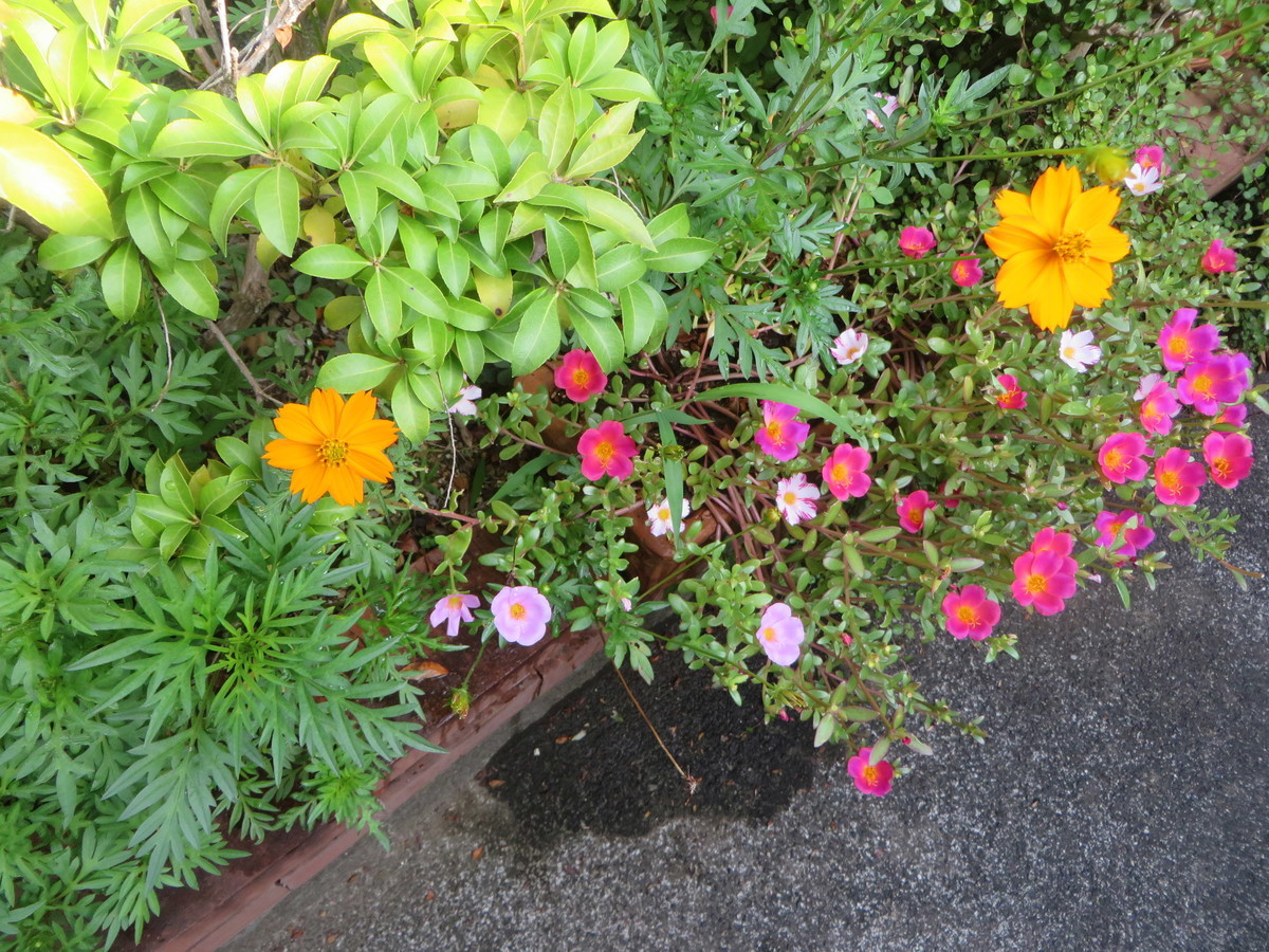f:id:sasameyuki47:20190819073215j:plain