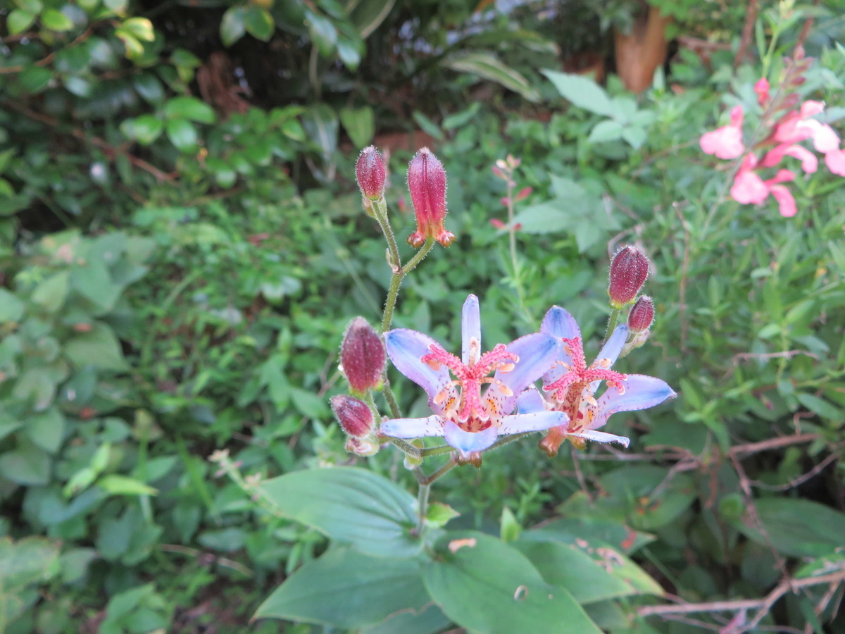 f:id:sasameyuki47:20190906171036j:plain f:id:sasameyuki47:20190906171036j:plain
