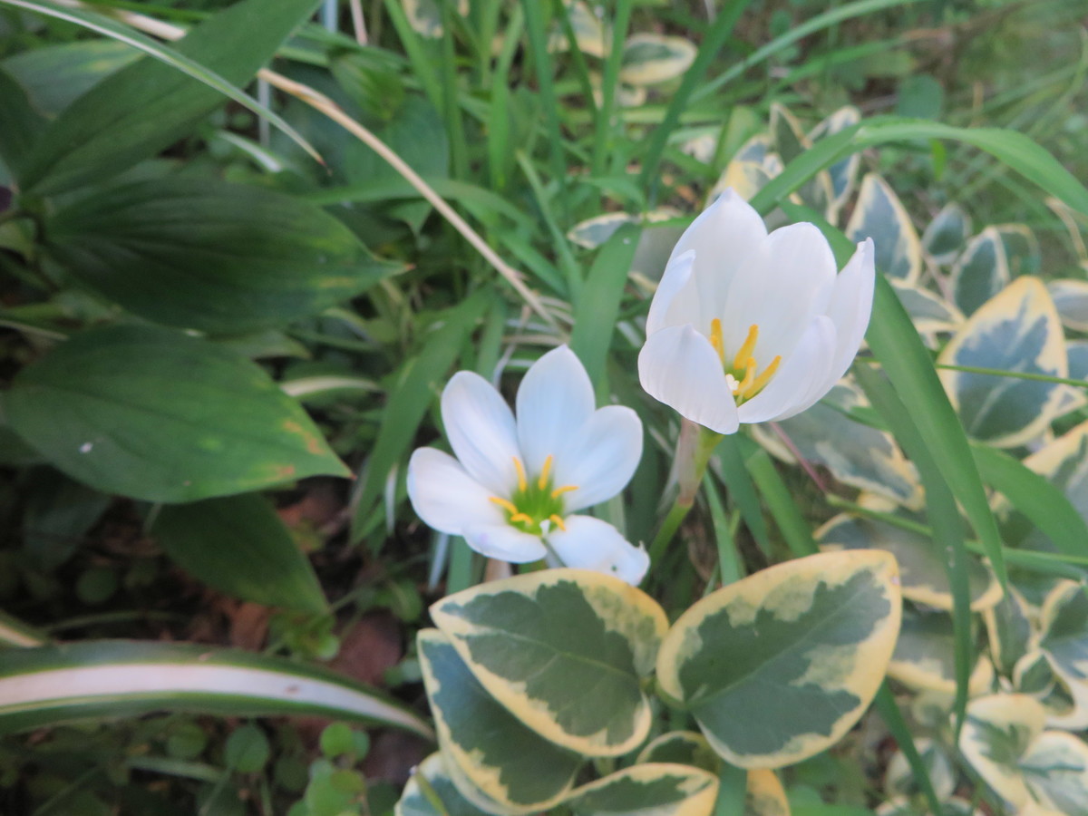 f:id:sasameyuki47:20190906171108j:plain f:id:sasameyuki47:20190906171108j:plain