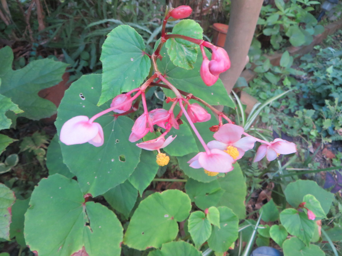 f:id:sasameyuki47:20190906171116j:plain f:id:sasameyuki47:20190906171116j:plain
