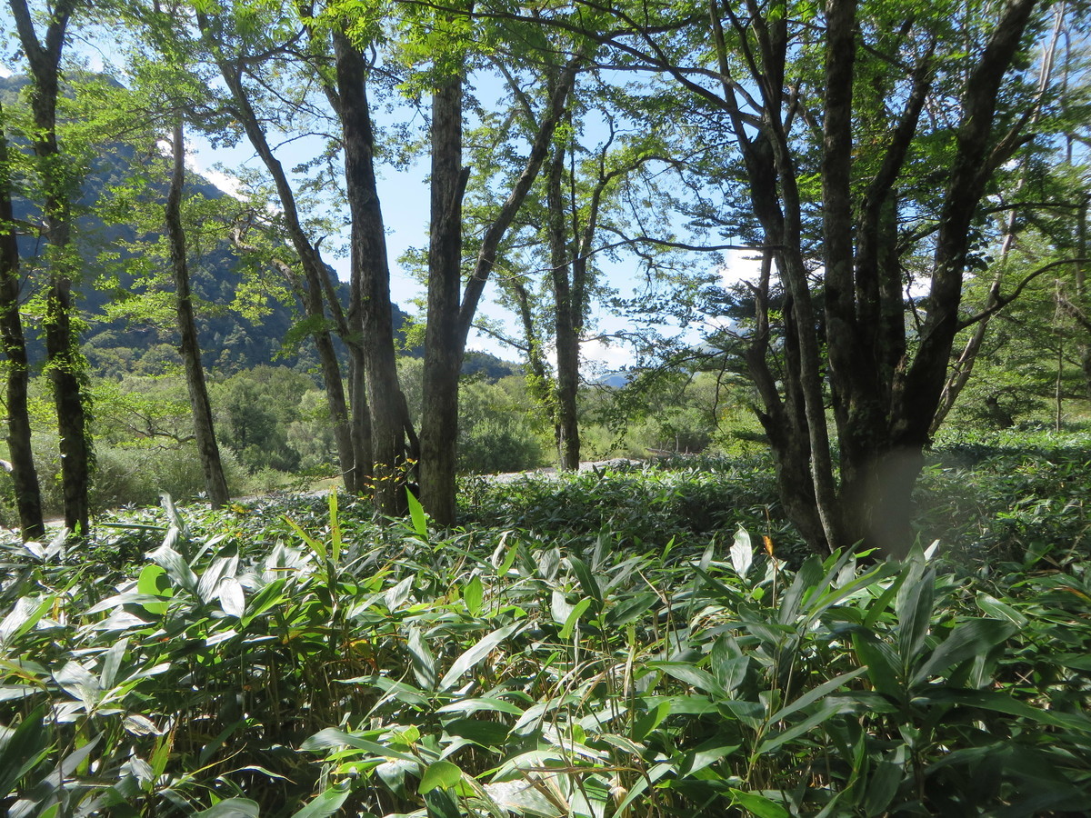 f:id:sasameyuki47:20190925112212j:plain