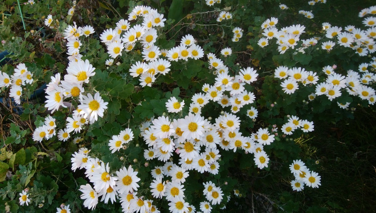 f:id:sasameyuki47:20191116141443j:plain f:id:sasameyuki47:20191116141443j:plain