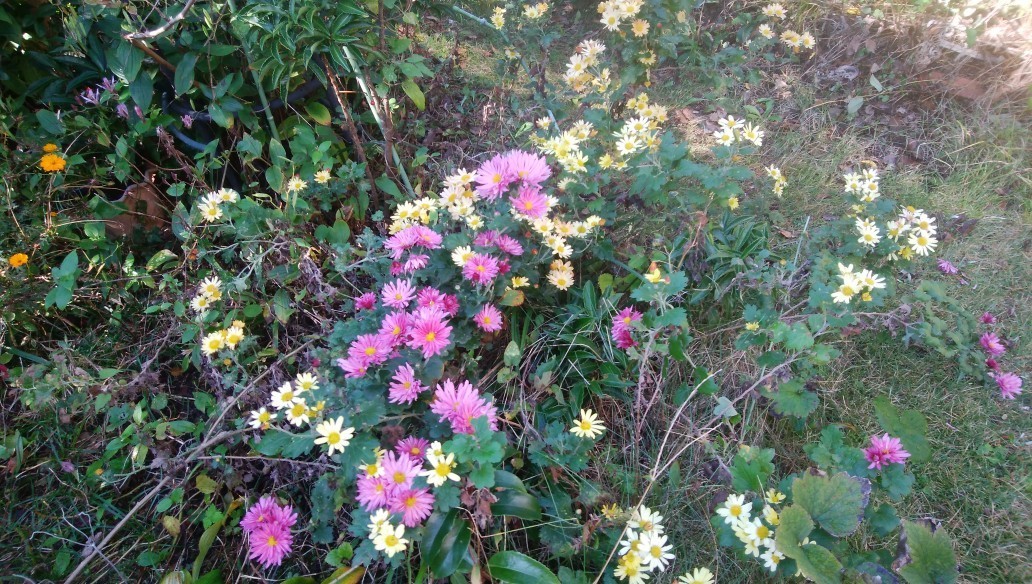 f:id:sasameyuki47:20191116144835j:plain f:id:sasameyuki47:20191116144835j:plain