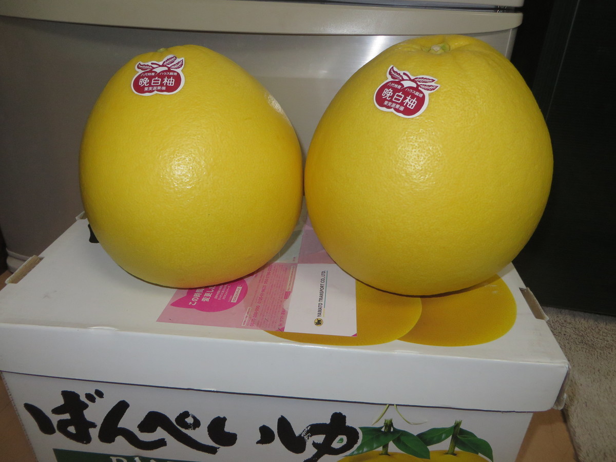 f:id:sasameyuki47:20200216153635j:plain f:id:sasameyuki47:20200216153635j:plain