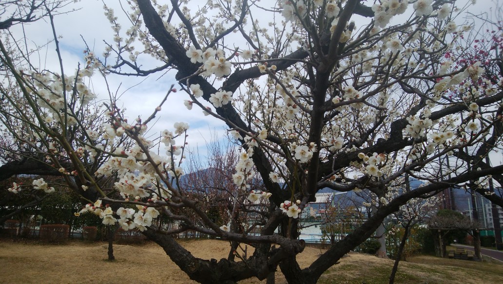 f:id:sasameyuki47:20200217223810j:plain f:id:sasameyuki47:20200217223810j:plain