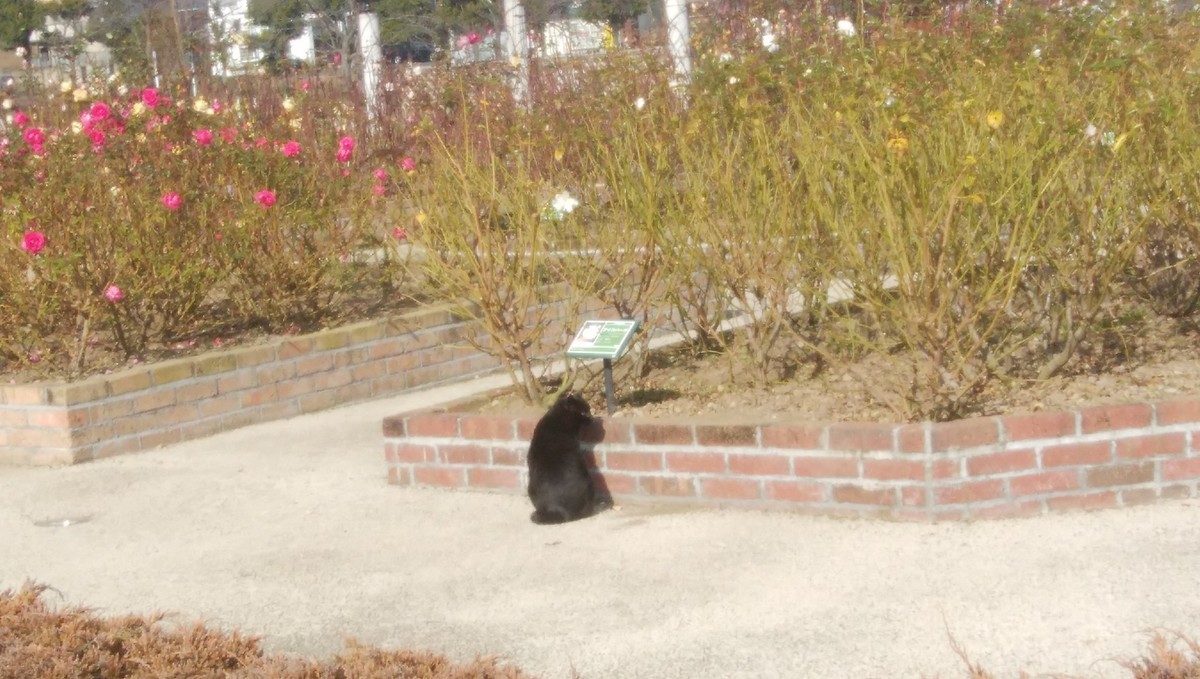 f:id:sasameyuki47:20200217223951j:plain f:id:sasameyuki47:20200217223951j:plain