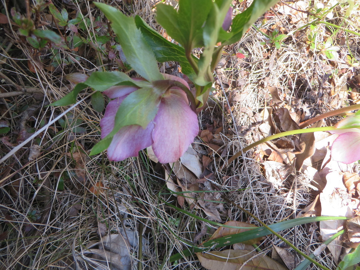 f:id:sasameyuki47:20200228203230j:plain f:id:sasameyuki47:20200228203230j:plain