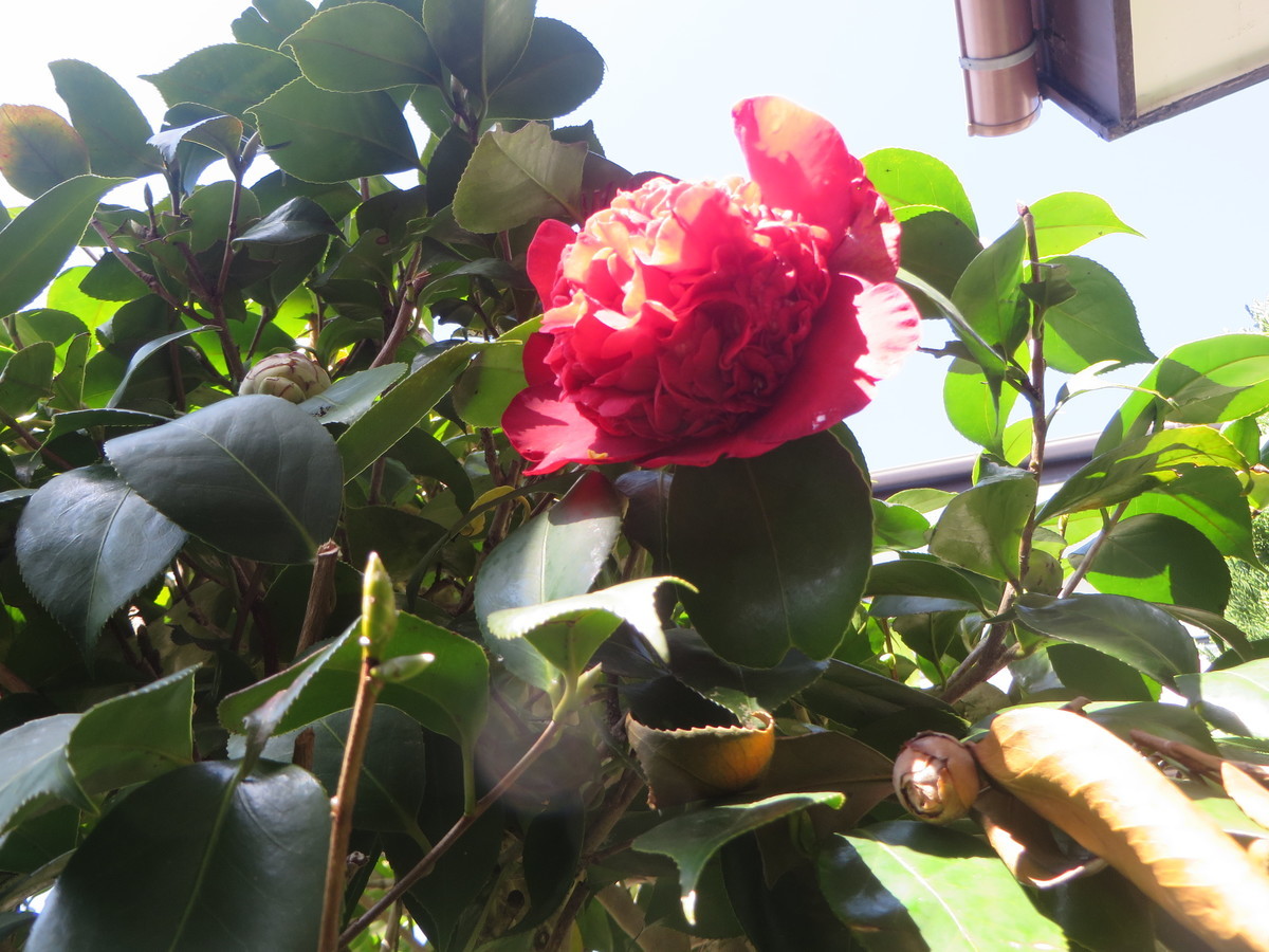 f:id:sasameyuki47:20200314091939j:plain