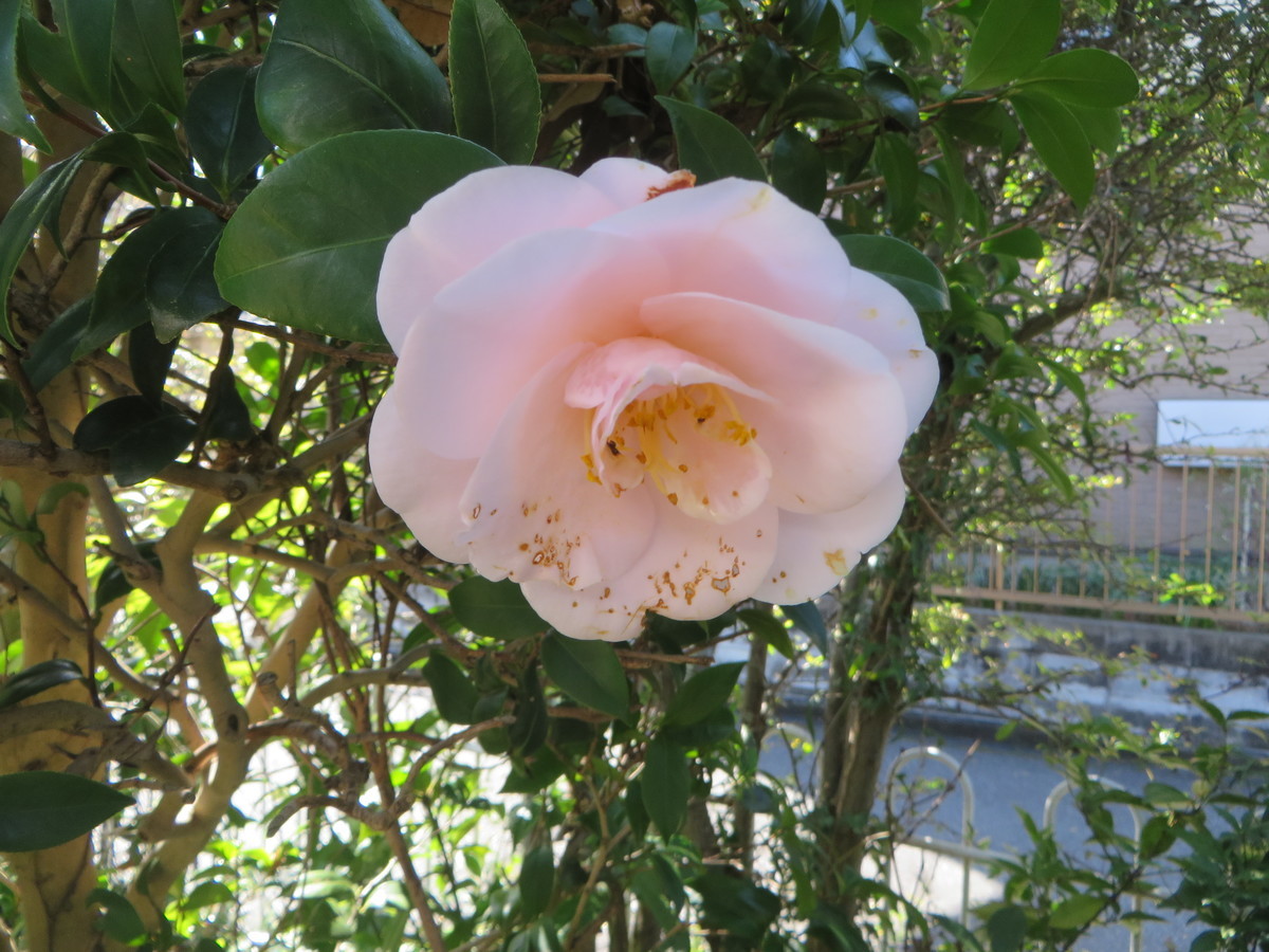 f:id:sasameyuki47:20200314093742j:plain