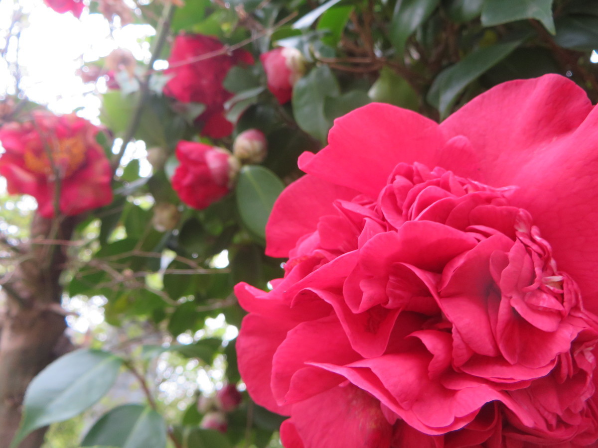 f:id:sasameyuki47:20200331100211j:plain