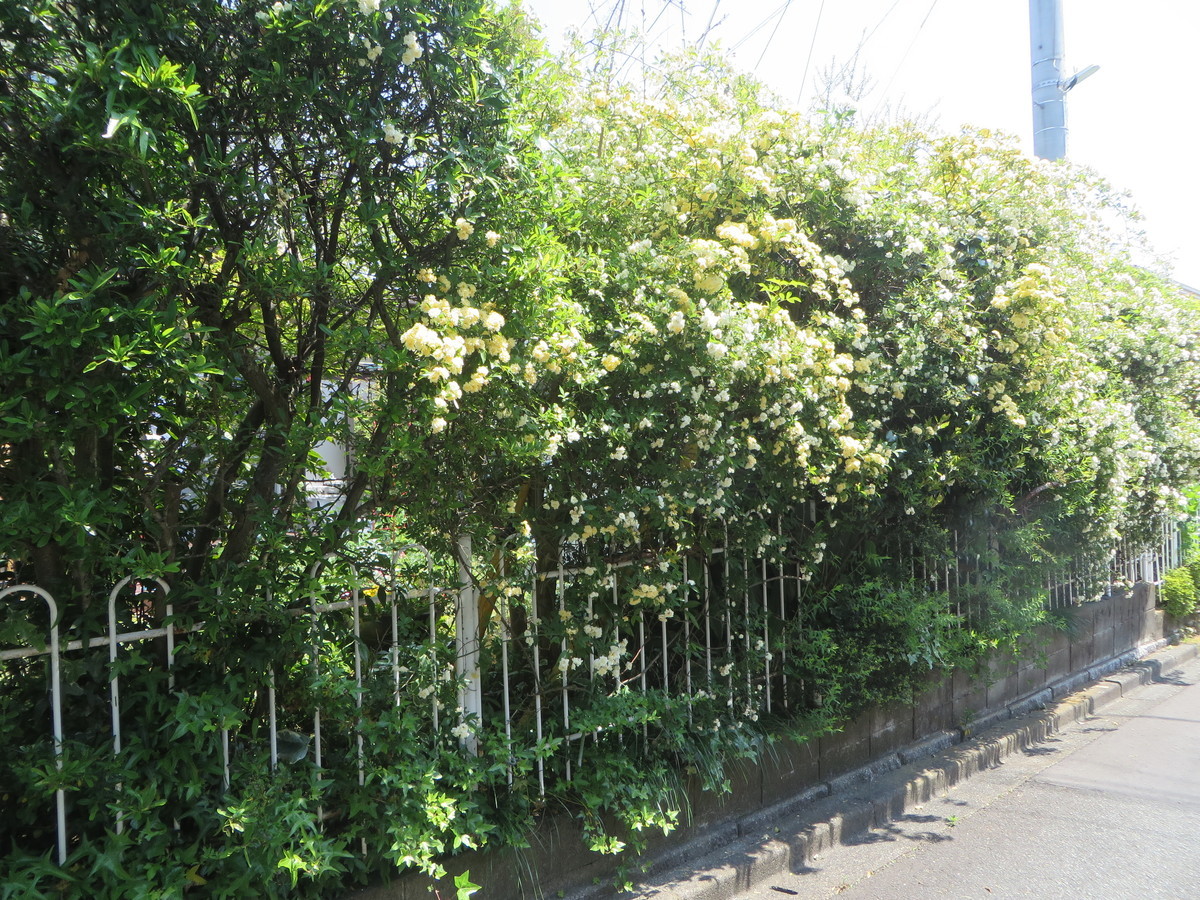 f:id:sasameyuki47:20200501105812j:plain f:id:sasameyuki47:20200501105812j:plain