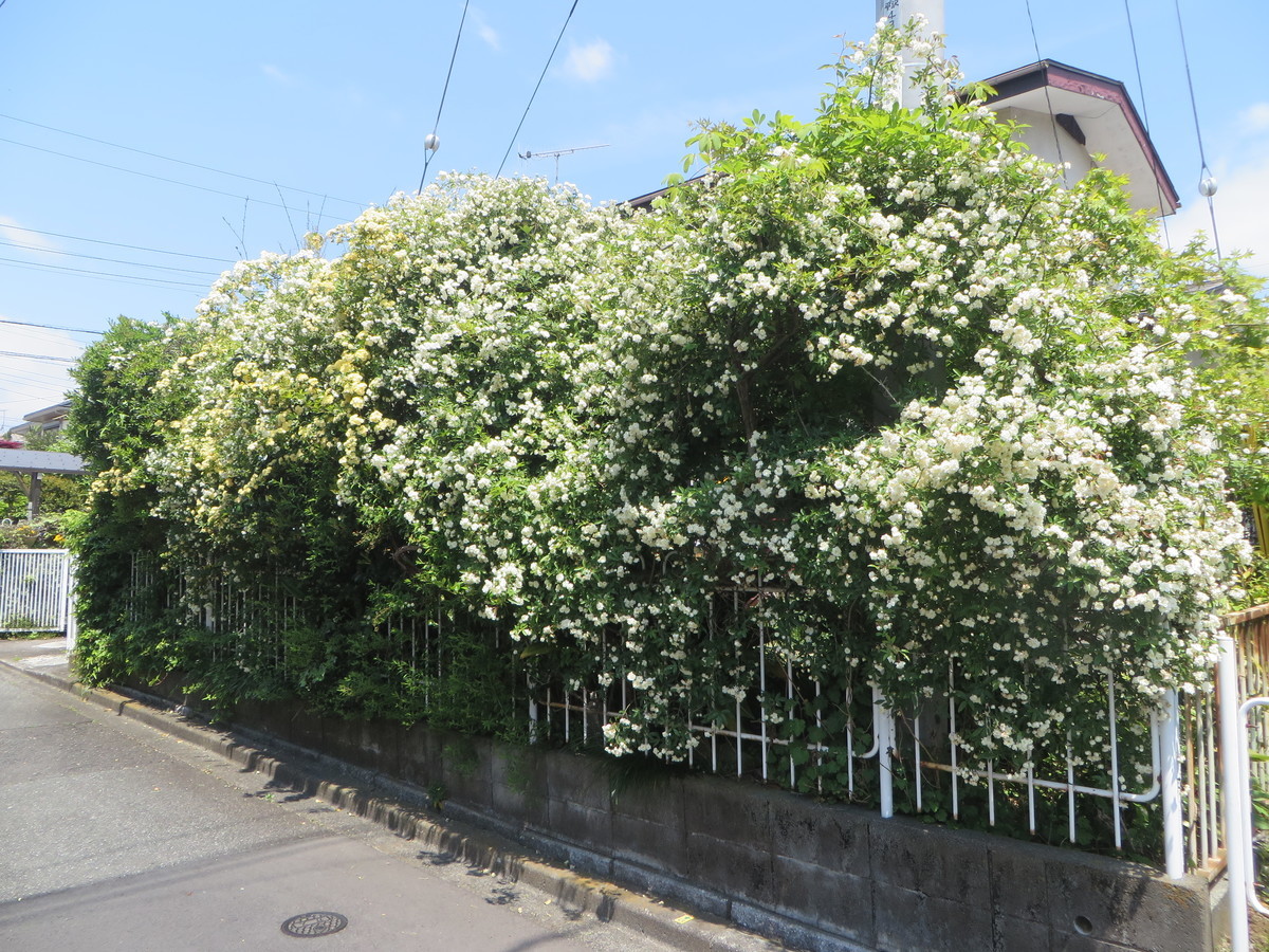 f:id:sasameyuki47:20200501105829j:plain f:id:sasameyuki47:20200501105829j:plain