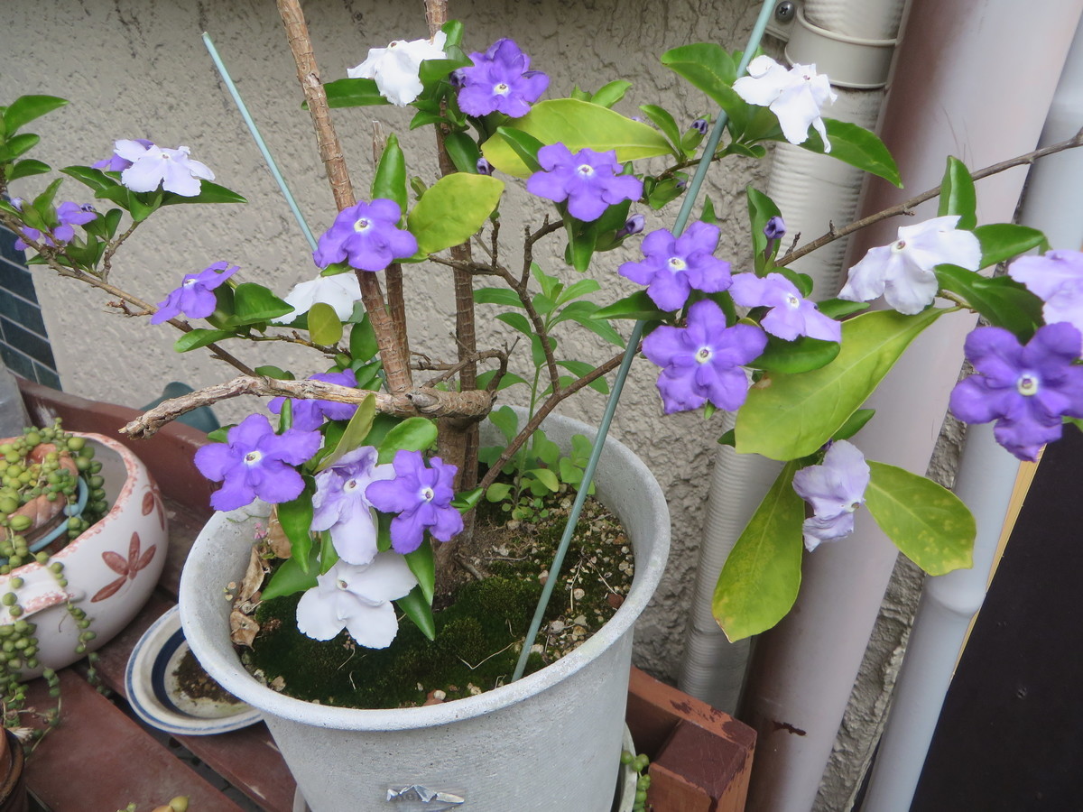f:id:sasameyuki47:20200518074842j:plain