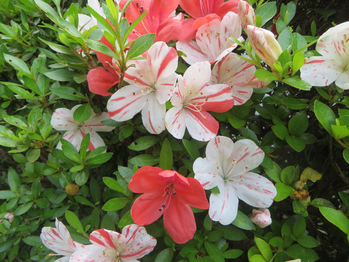 f:id:sasameyuki47:20200526091436j:plain f:id:sasameyuki47:20200526091436j:plain
