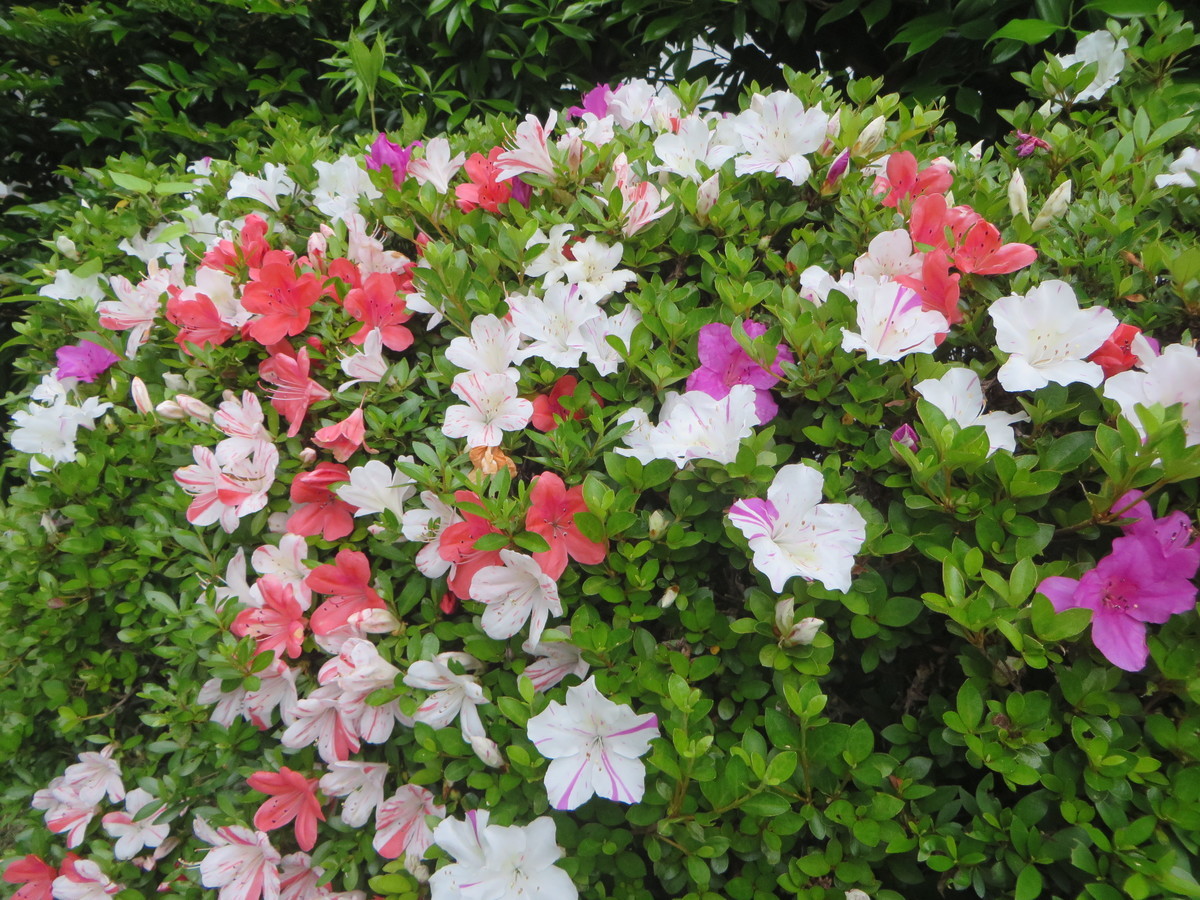 f:id:sasameyuki47:20200528171443j:plain f:id:sasameyuki47:20200528171443j:plain