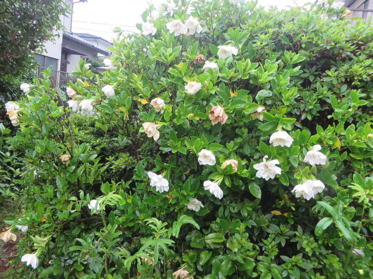 f:id:sasameyuki47:20200704063227j:plain