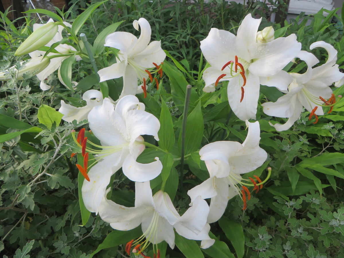 f:id:sasameyuki47:20200708172903j:plain f:id:sasameyuki47:20200708172903j:plain