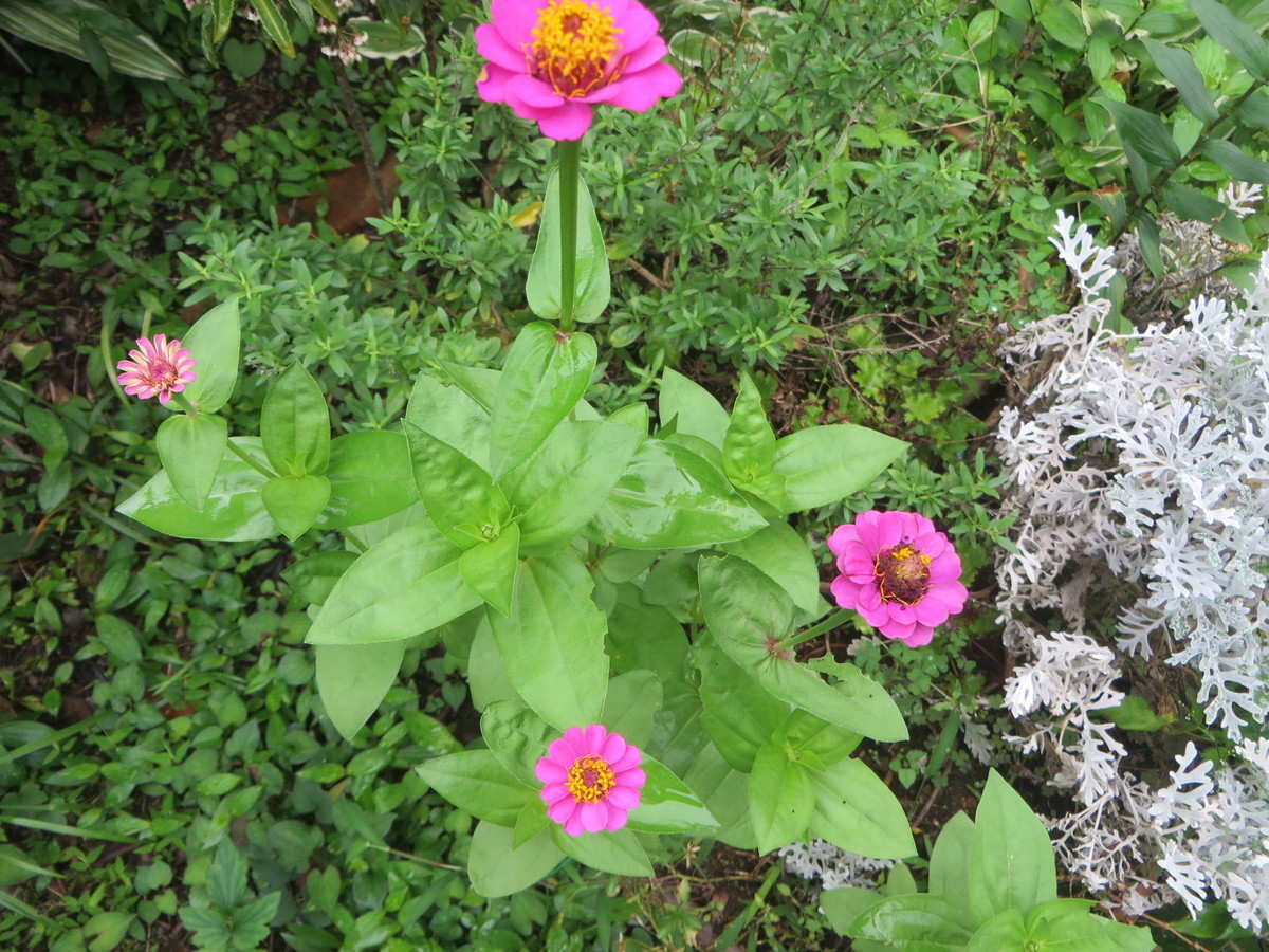 f:id:sasameyuki47:20200723113912j:plain