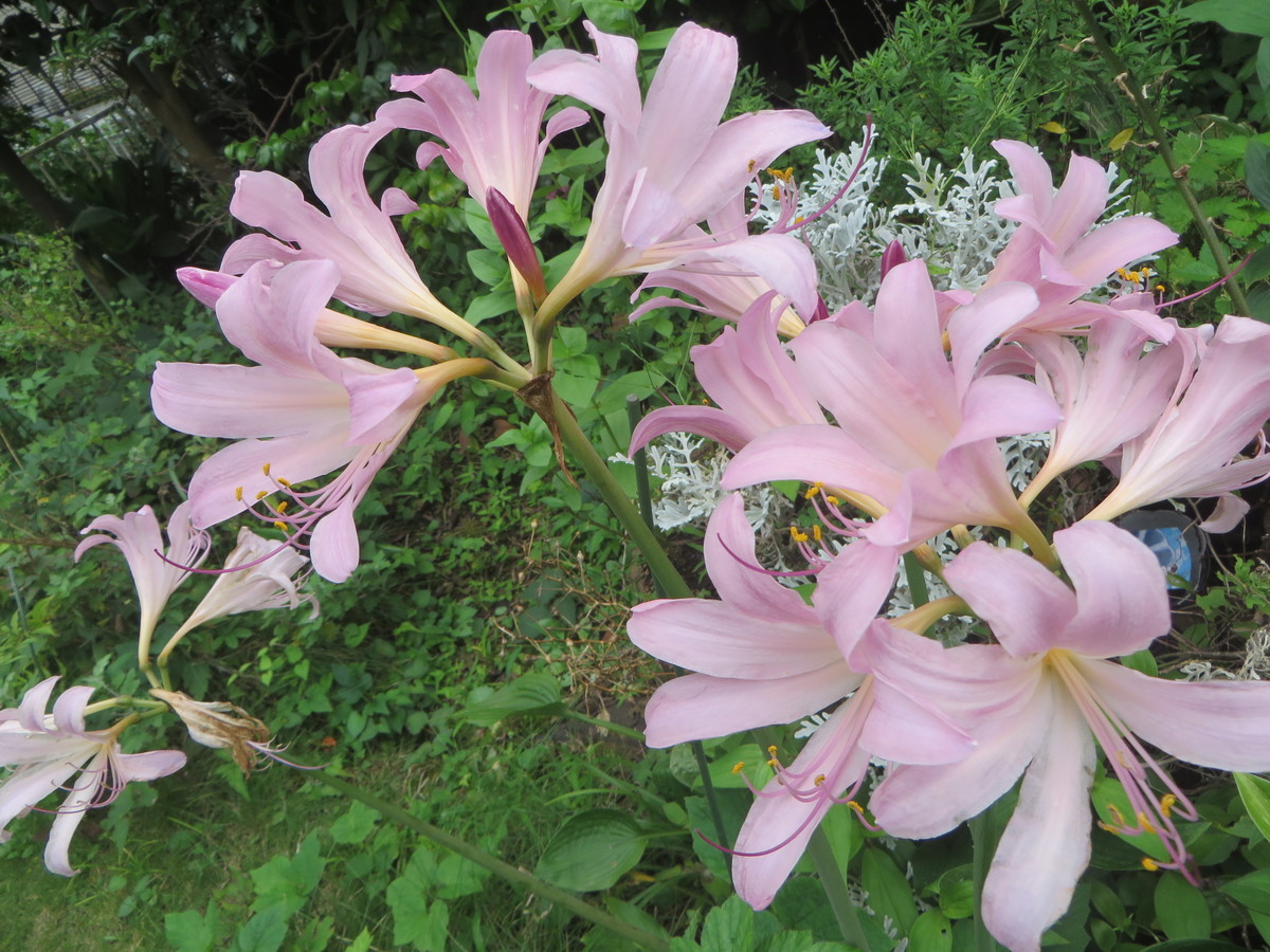 f:id:sasameyuki47:20200728135557j:plain f:id:sasameyuki47:20200728135557j:plain