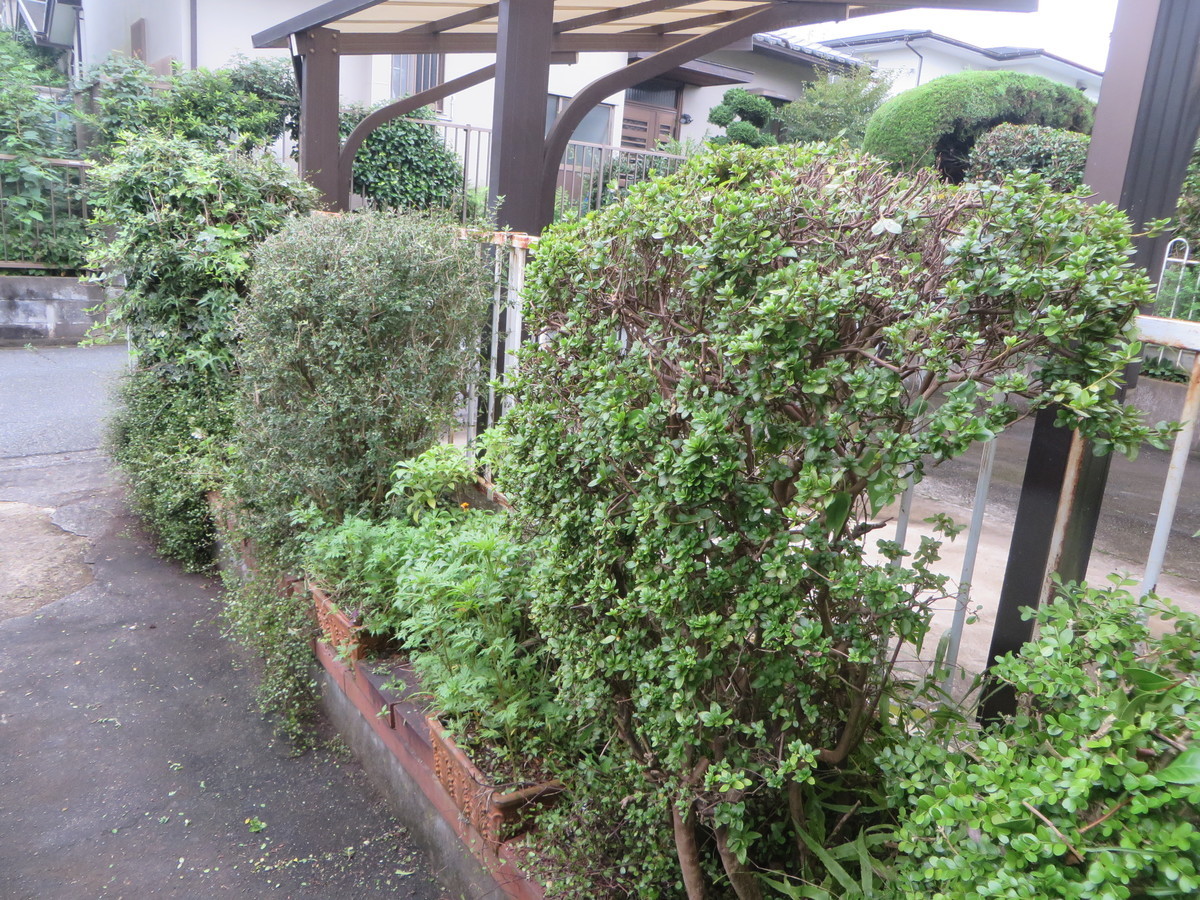f:id:sasameyuki47:20200731125005j:plain f:id:sasameyuki47:20200731125005j:plain