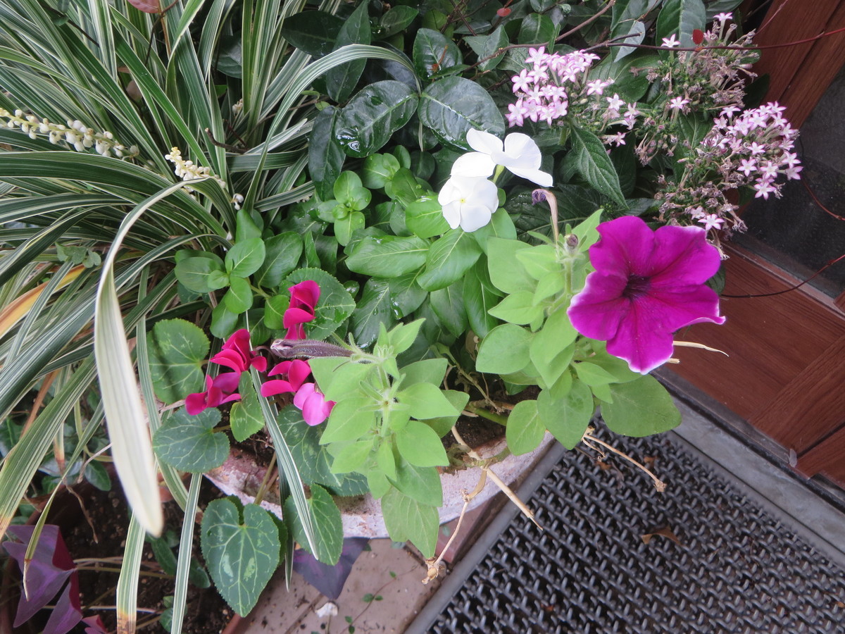 f:id:sasameyuki47:20200901091950j:plain f:id:sasameyuki47:20200901091950j:plain
