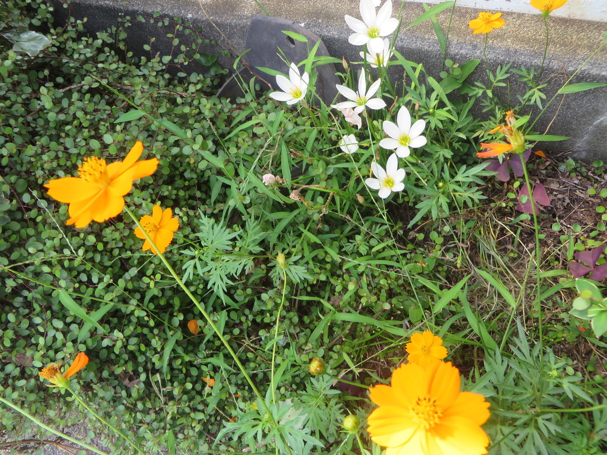 f:id:sasameyuki47:20200919132801j:plain f:id:sasameyuki47:20200919132801j:plain