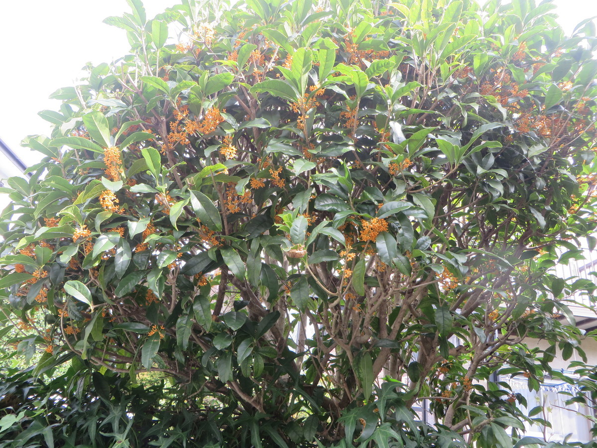 f:id:sasameyuki47:20201006092847j:plain f:id:sasameyuki47:20201006092847j:plain