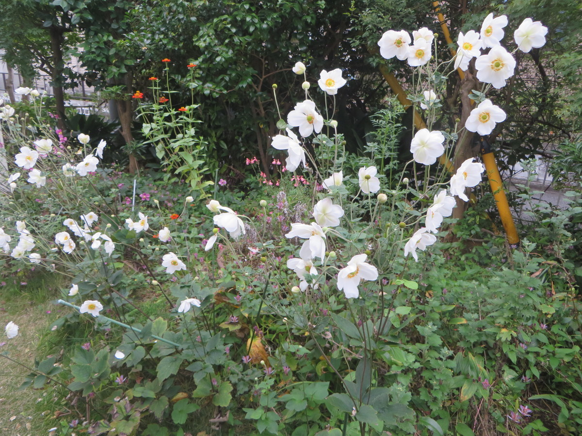 f:id:sasameyuki47:20201016064945j:plain