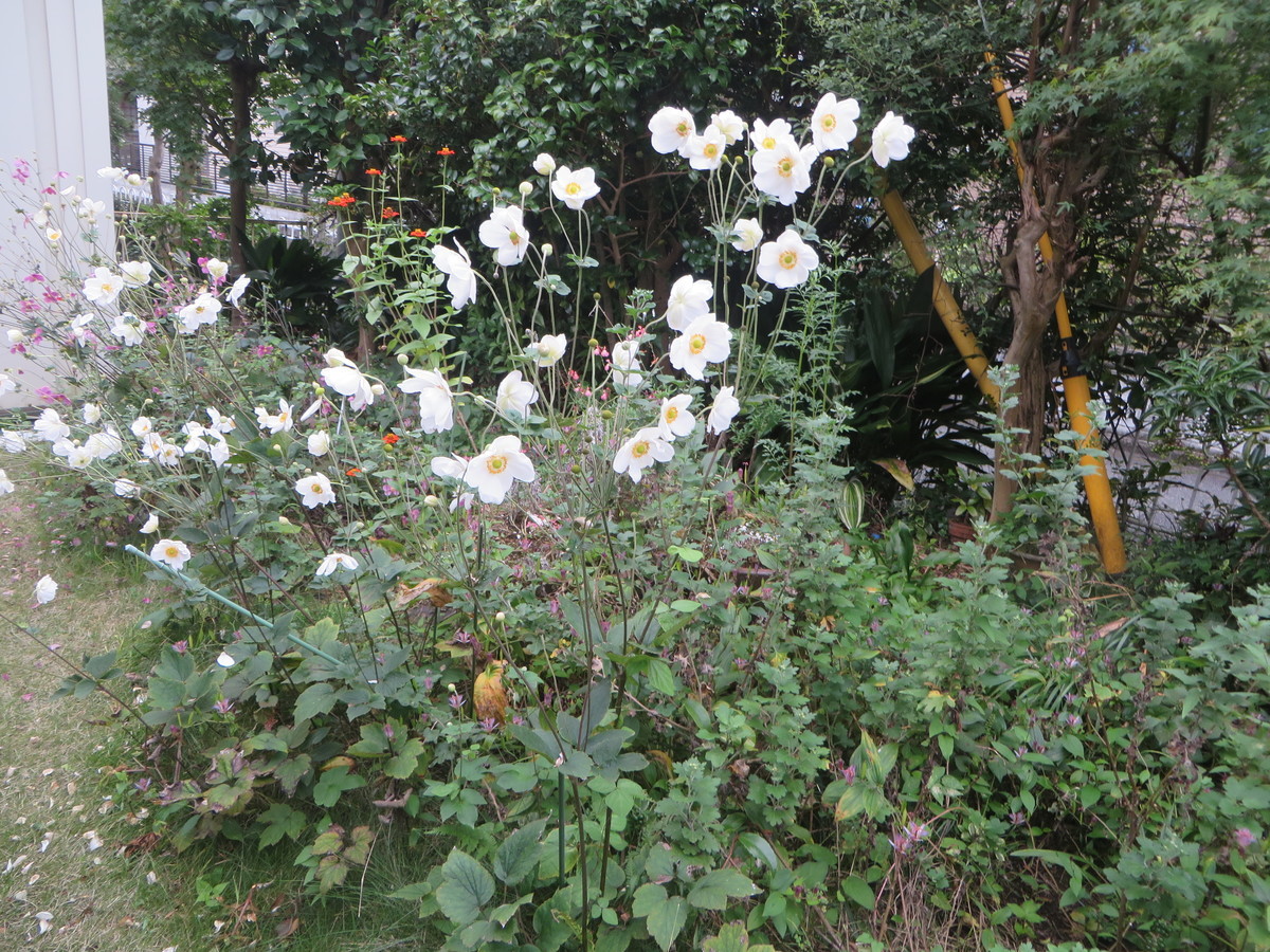 f:id:sasameyuki47:20201016065000j:plain