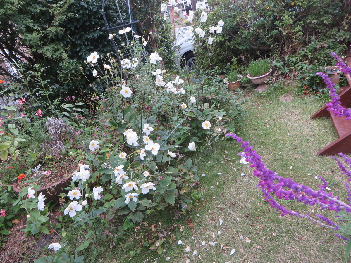 f:id:sasameyuki47:20201016065139j:plain