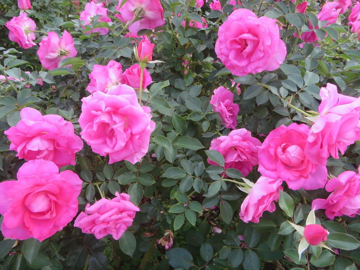 f:id:sasameyuki47:20201021102335j:plain f:id:sasameyuki47:20201021102335j:plain