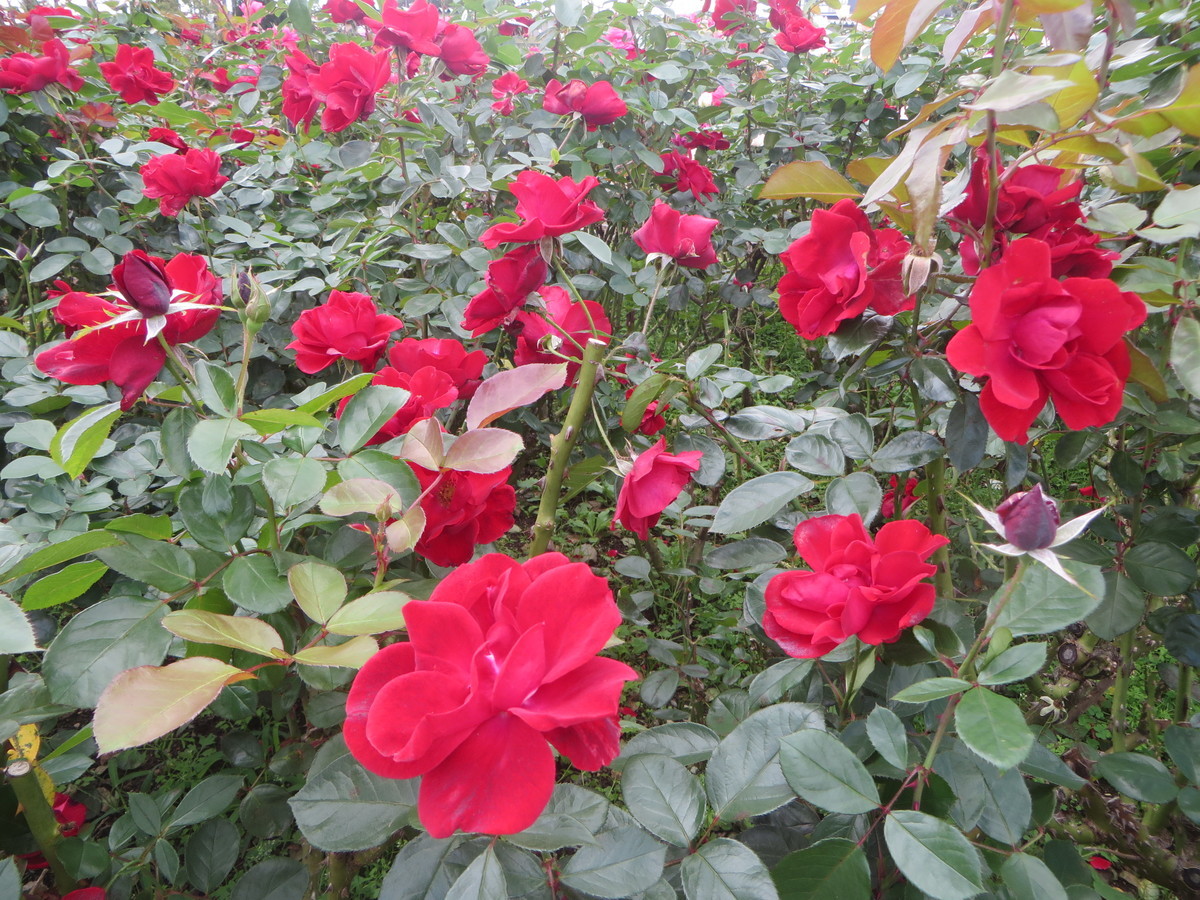 f:id:sasameyuki47:20201021102737j:plain f:id:sasameyuki47:20201021102737j:plain